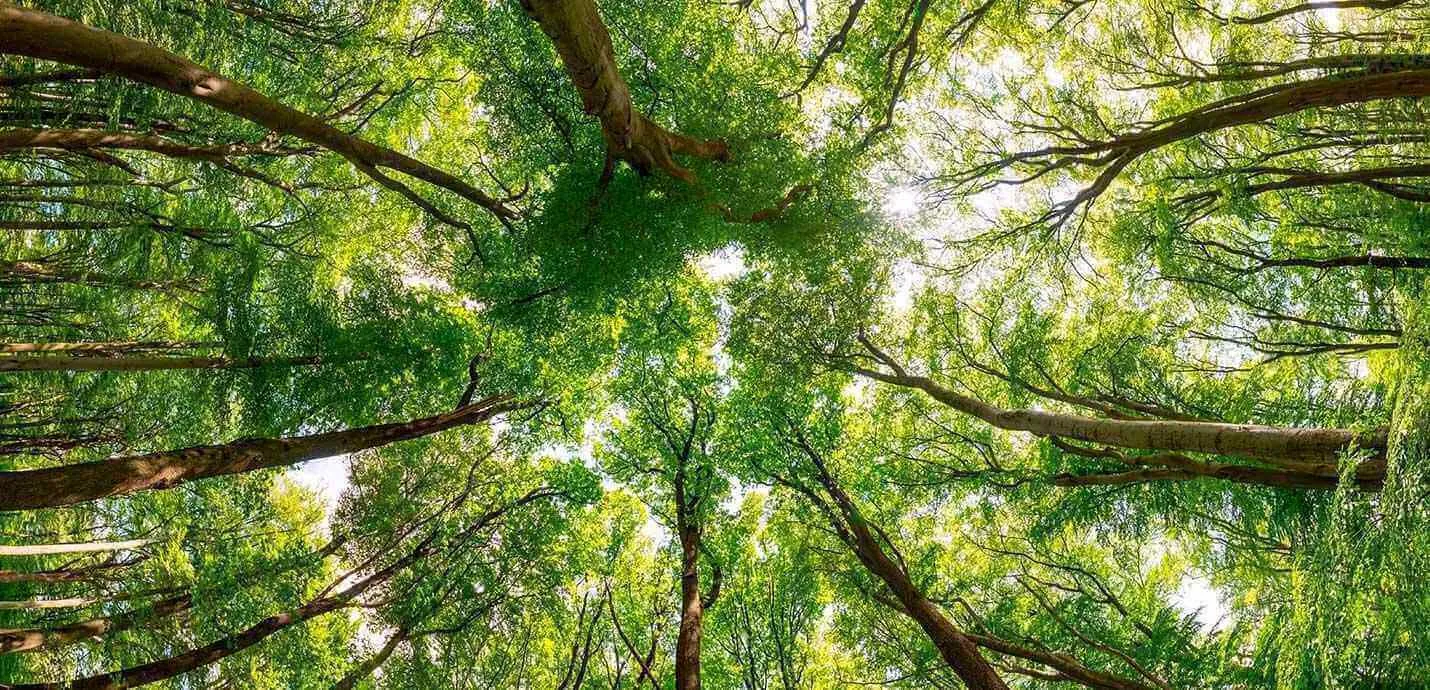 trees in a forest