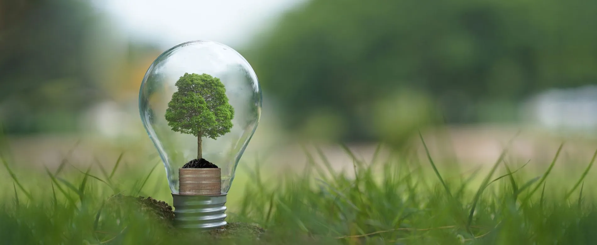 eco friendly environment