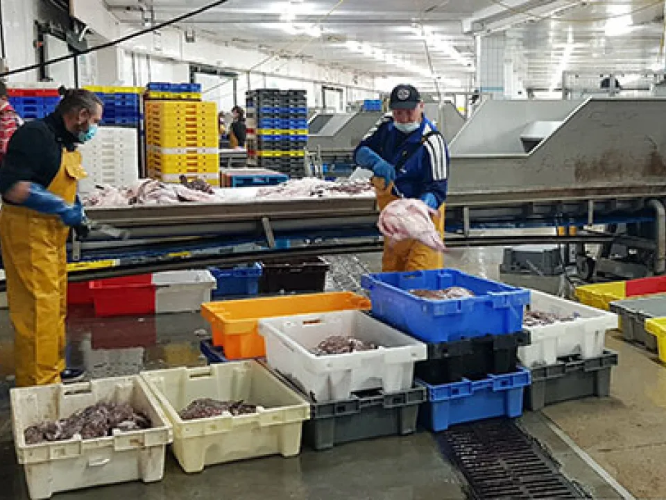 Handheld mobile RFID scanner being used to capture data of fish boxes in harbour
