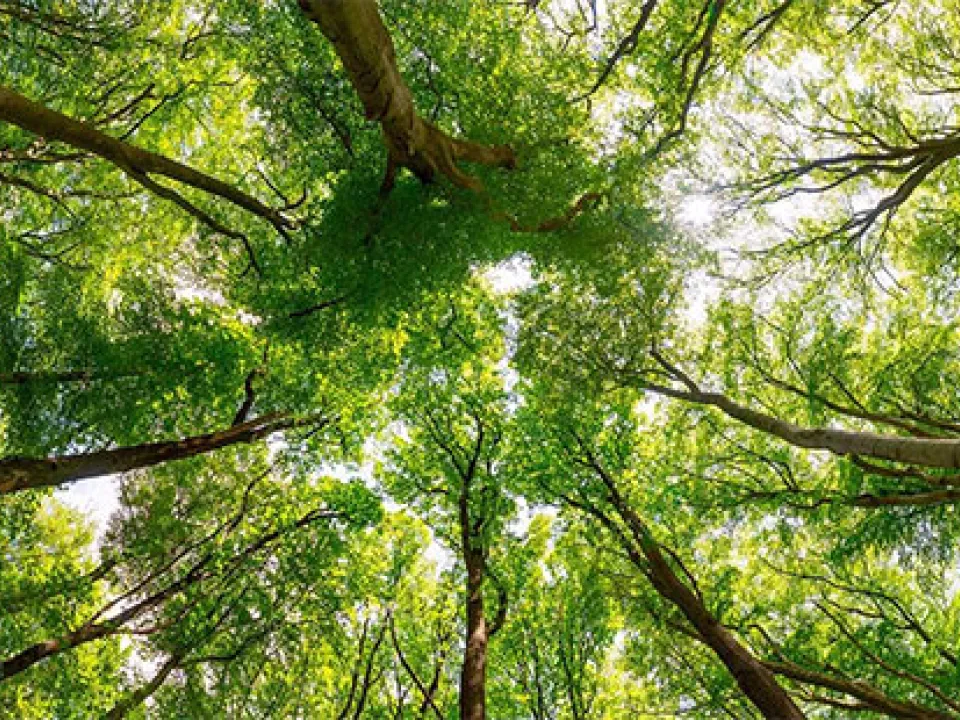 Trees